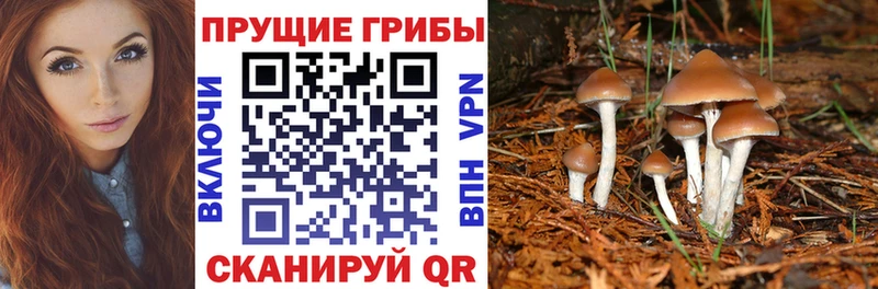 Купить Камышлов Галлюциногенные грибы мицелий
